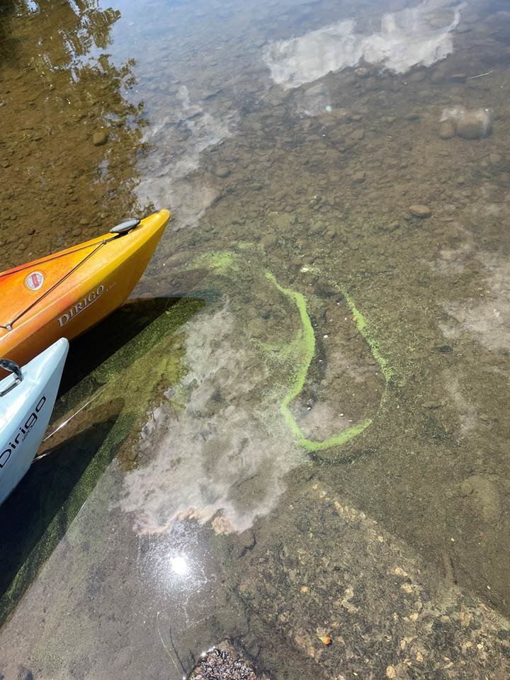 Blue-green algae in Lake Superior